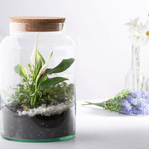 Recycled Clear Glass Half Open Terrarium Planter Pot Bottle 7L Cork Lid
